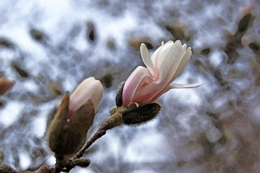 Emerging Magnolia Blossom #1 Photograph by Margie Avellino