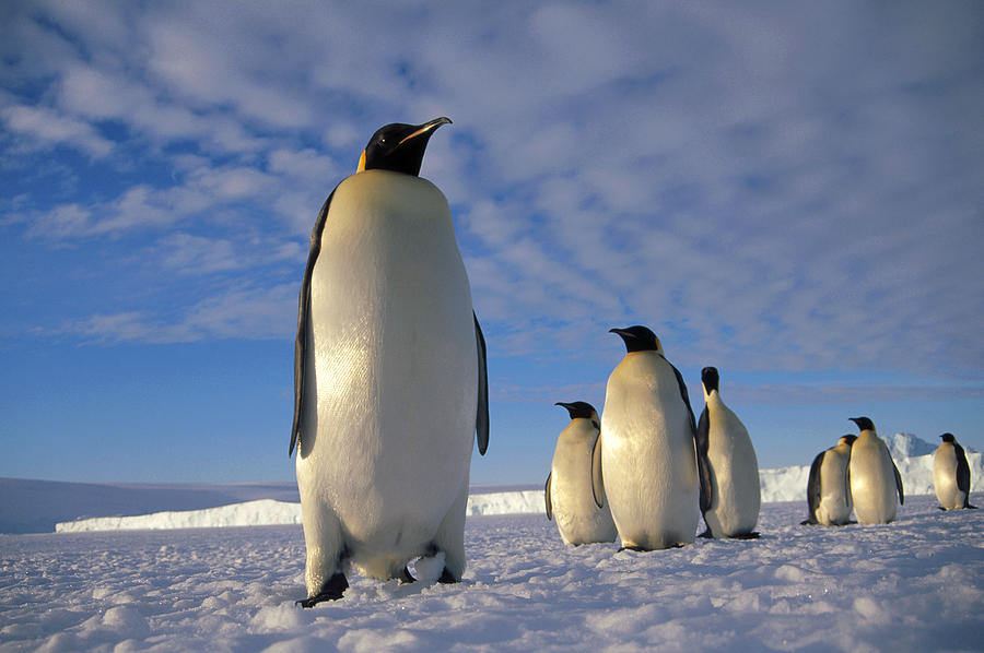Emperor Penguin Aptenodytes Forsteri #1 Photograph by Tui De Roy