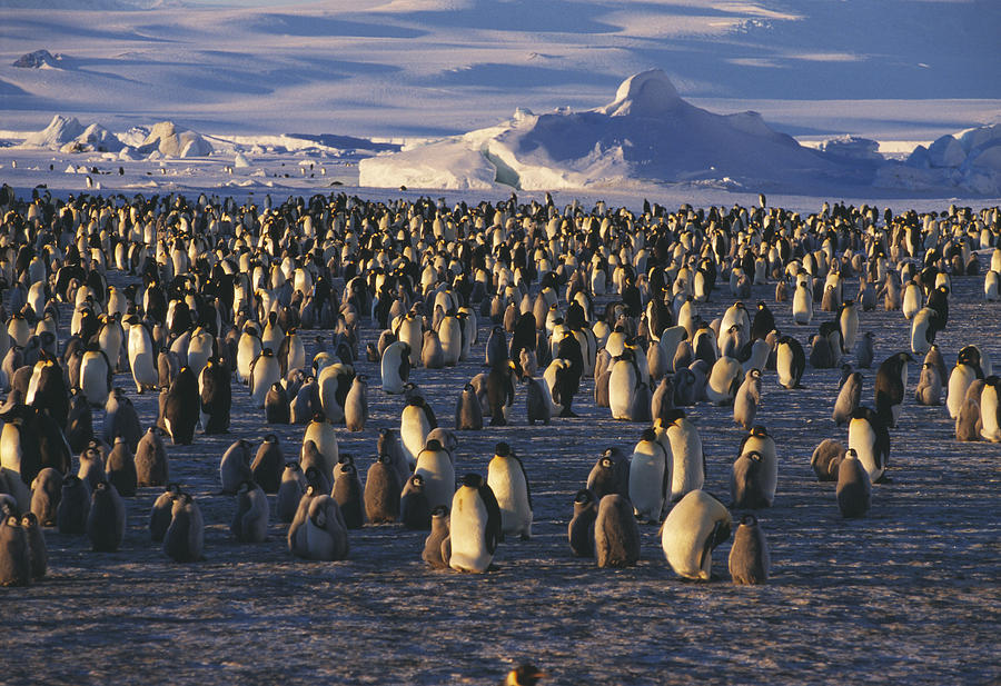 Emperor Penguin Rookery