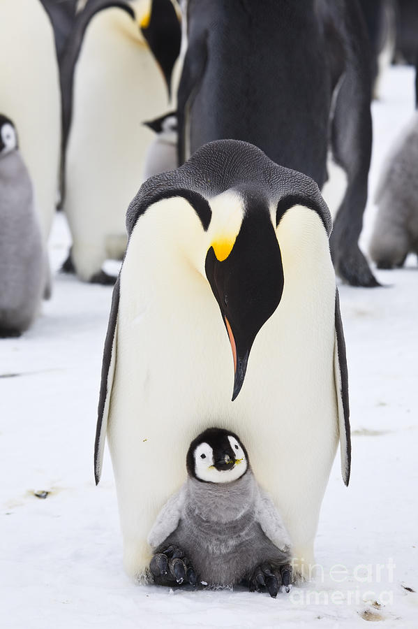 Emperor Penguin With Chick On Feet #1 Photograph by Greg Dimijian