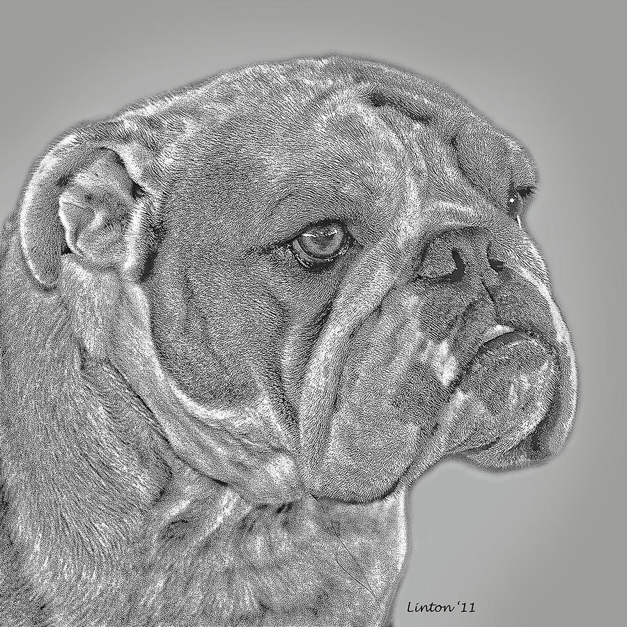 English Bulldog #1 Digital Art by Larry Linton