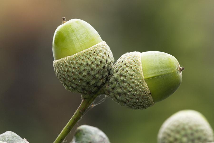 English Oak Acorns (quercus Robur) Photograph by Bob Gibbons