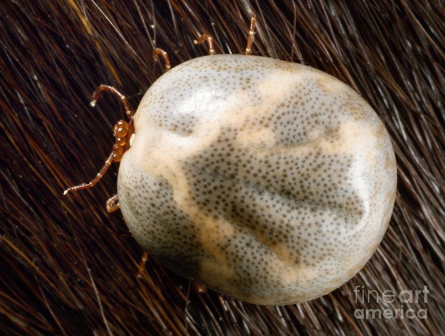 Engorged Lone Star Tick #1 Photograph by Science Source