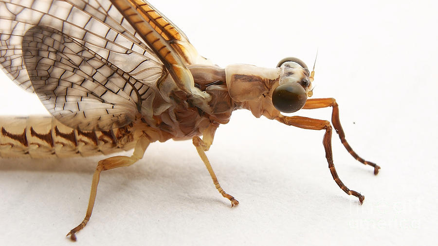 Insects Photograph - Ephemerid #1 by Mareko Marciniak