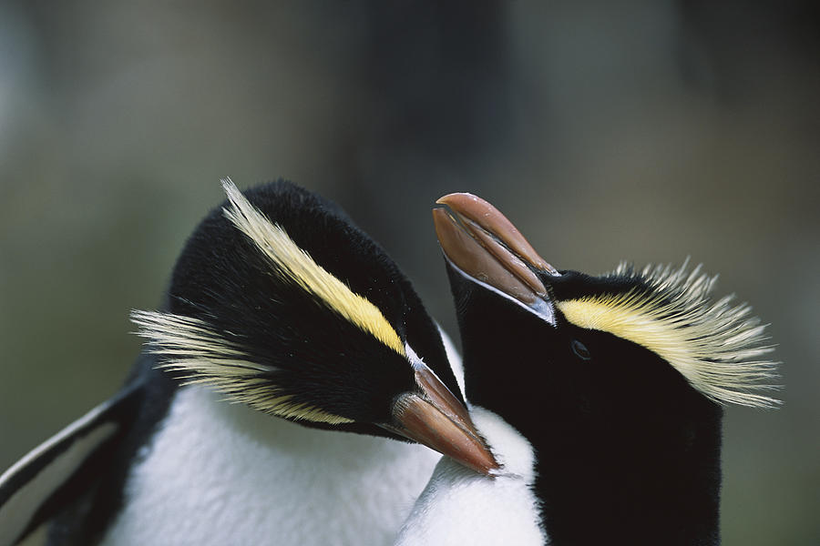 Erect-crested Penguin Eudyptes Sciateri #2 Photograph by Tui De Roy