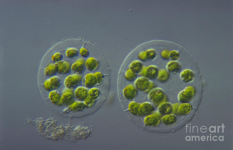 Science Photograph - Eudorina Elegans, Green Algae, Lm #1 by M. I. Walker