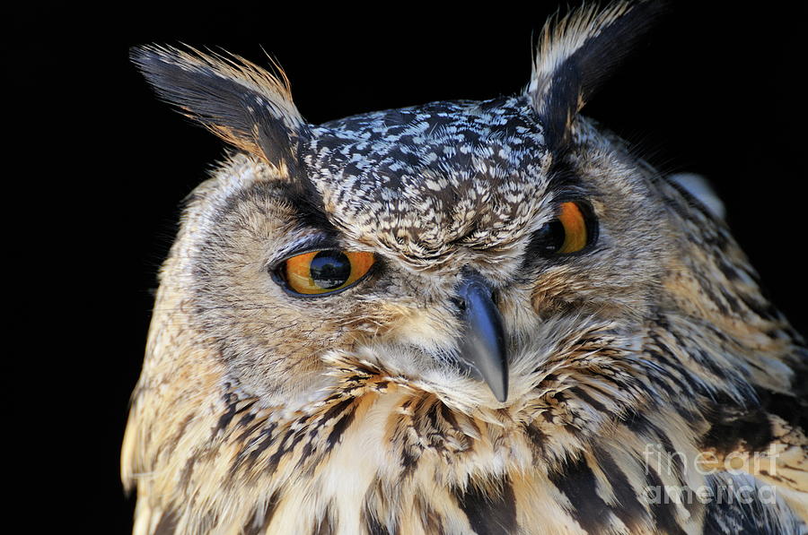 Eurasian Eagle-Owl #1 Photograph by Sami Sarkis