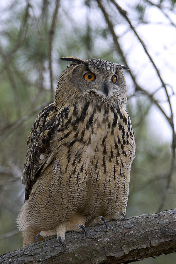 European Eagle Owl Photograph by Linda Wright - Fine Art America