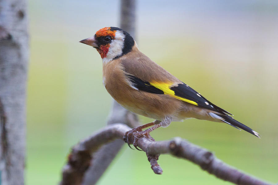 European Goldfinch #1 Photograph by Celine Pollard