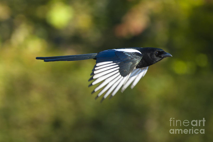 European magpie #1 Photograph by Andrew  Michael
