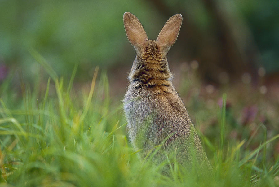 European Rabbit Oryctolagus Cuniculus Photograph by Cyril Ruoso
