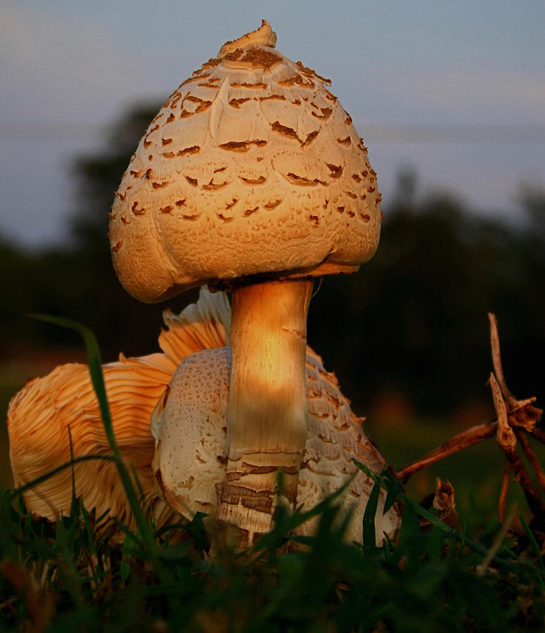 Evening Mushroom Photograph by Karen Harrison Brown