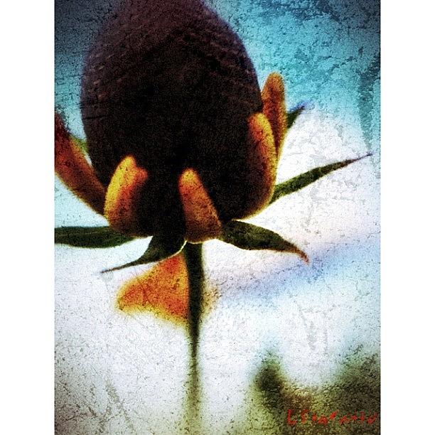 Clouds Photograph - Every Flower Is A Soul Blossoming In #1 by Lester Starnuto
