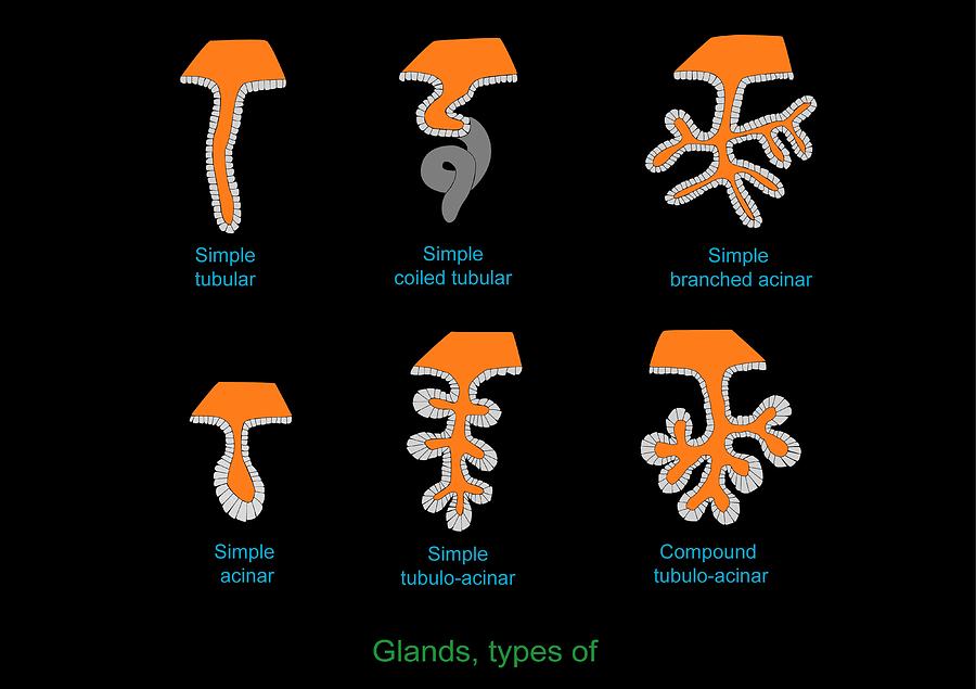 6 Types Of Exocrine Glands