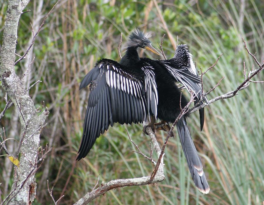 Bird Photograph - Exotic Anhinga #2 by Valia Bradshaw