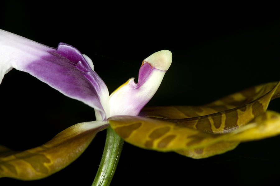 Exotic Orchid Flower #1 Photograph by C Ribet