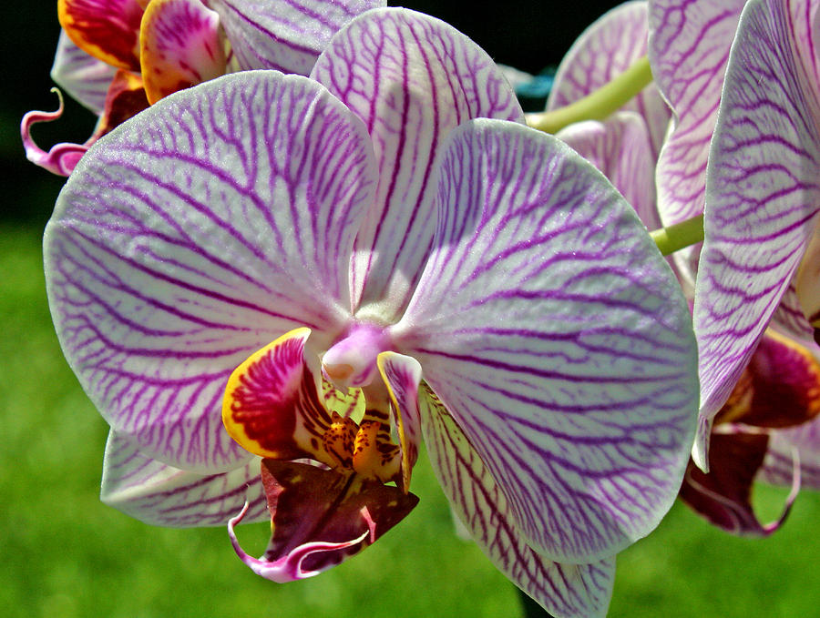Exotic Orchids of C Ribet #1 Photograph by C Ribet