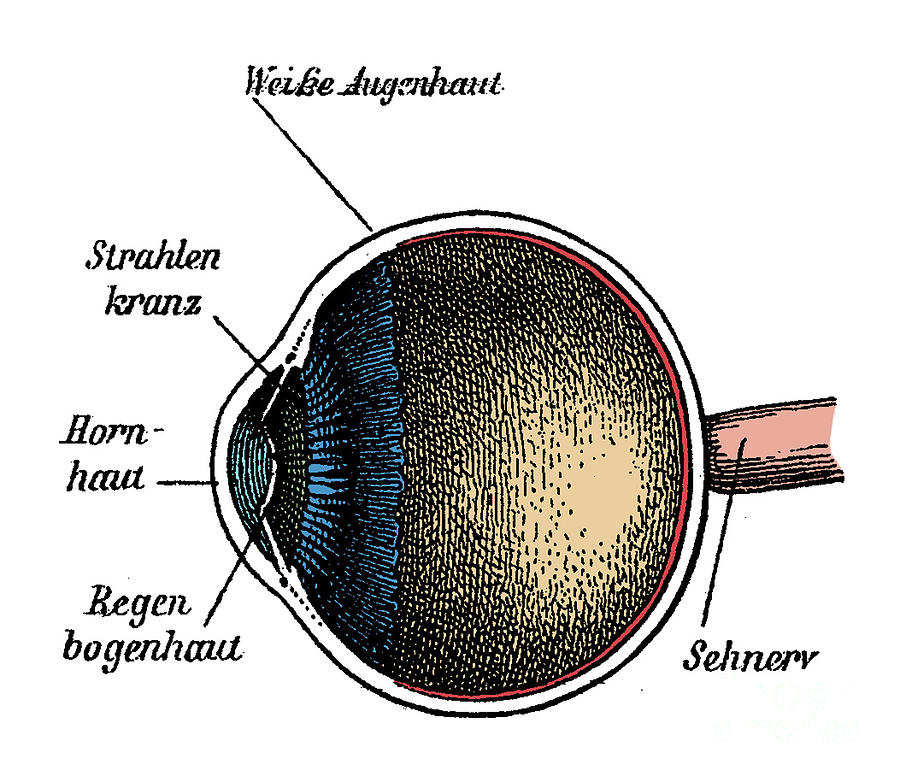 Eye Anatomy #8 Photograph by Science Source