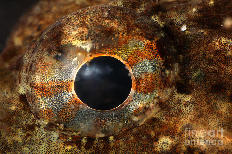 Animal Photograph - Eye Of Shorthorn Sculpin #1 by Ted Kinsman