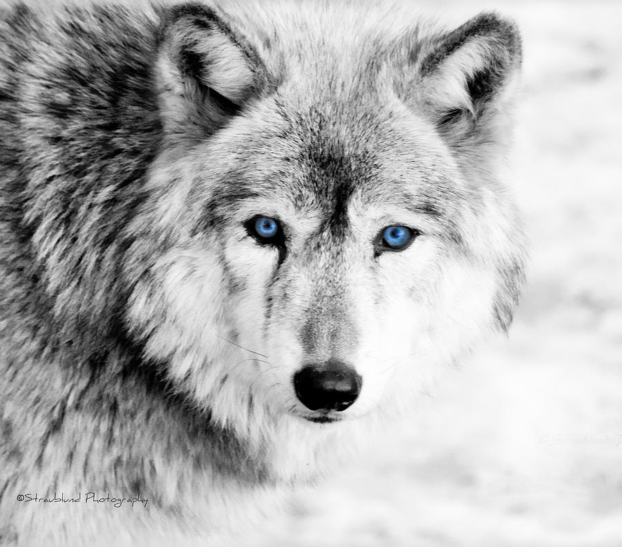 Eyes Of The Wolf Photograph by Straublund Photography