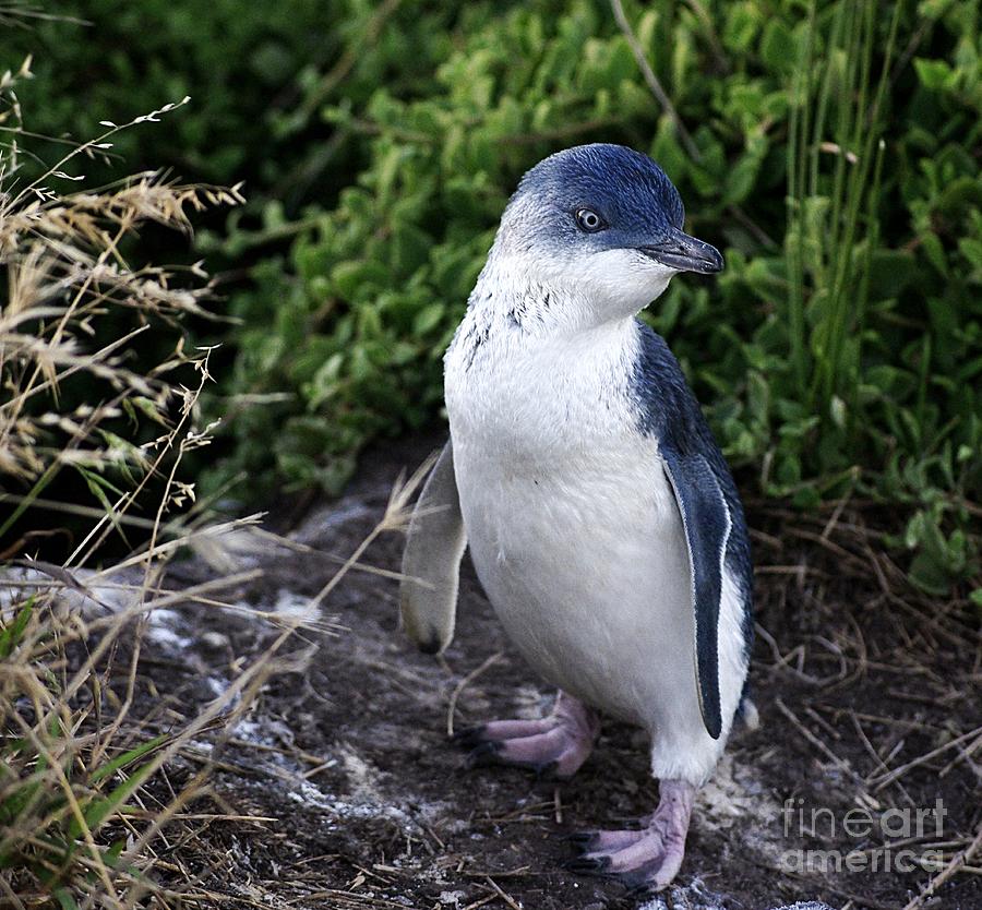 Wildlife Photograph - Fairy Penguin #1 by Blair Stuart