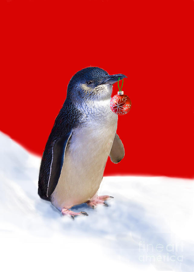 Fairy Penguin for Christmas #2 Photograph by Louise Heusinkveld