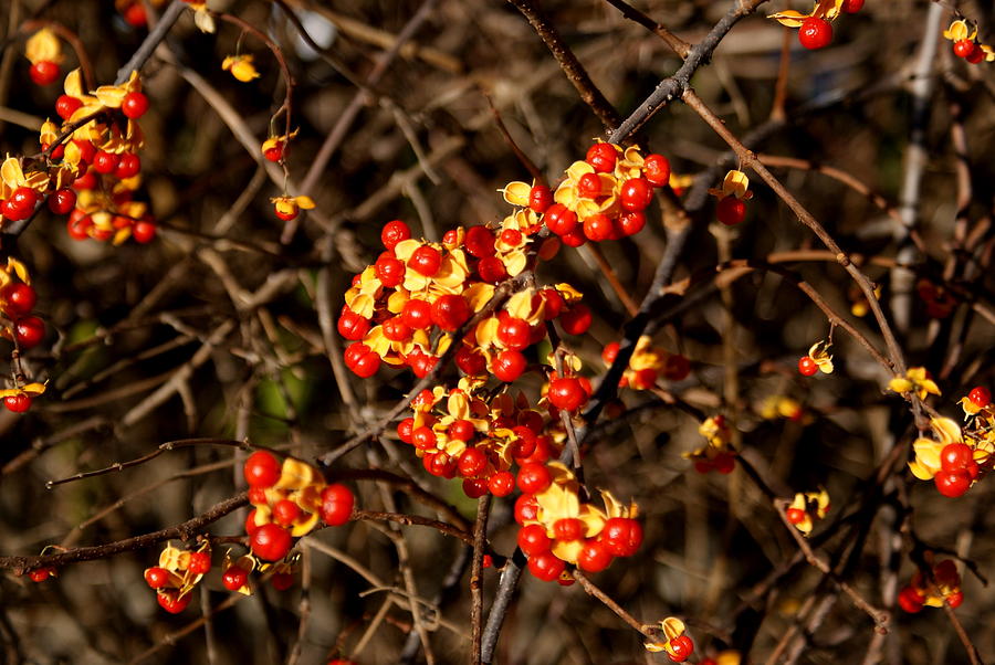 Fall Berries #1 Photograph by Lois Lepisto