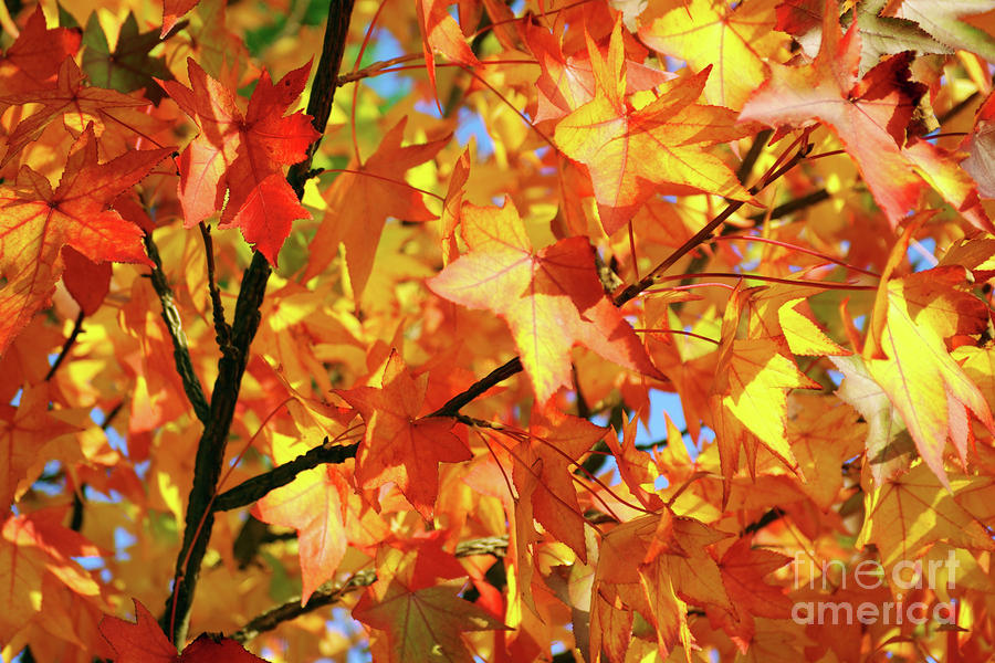 Fall Photograph - Fall Colors #1 by Carlos Caetano