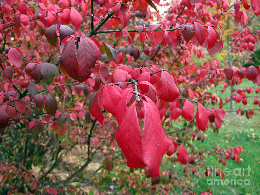 Tree Leaves Photograph - Fall Foliage by Richard Nickson Tree Leaves Photograph - Fall Foliage by Richard Nickson