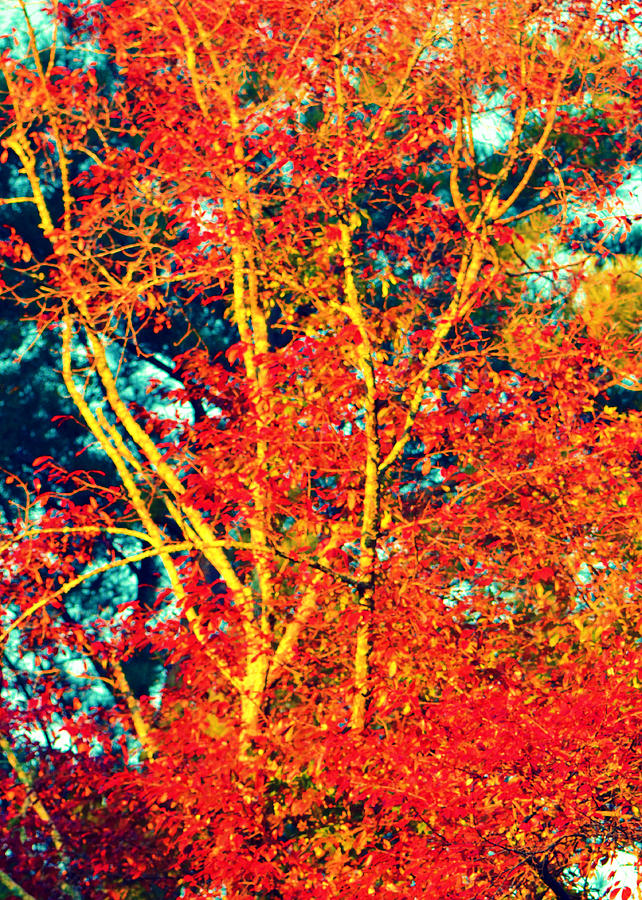 Fall Has Fallen.... #1 Photograph by Tanya Tanski