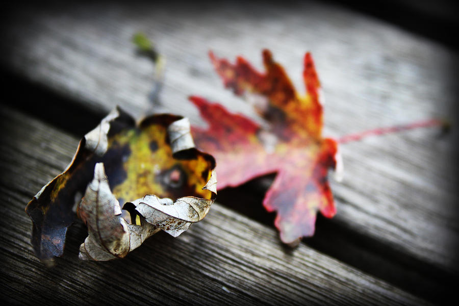 Fall Leaves I #1 Photograph by Kelly Hazel