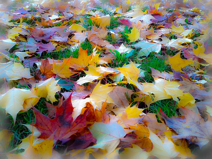 Fall Leaves #3 Photograph by Steve McKinzie