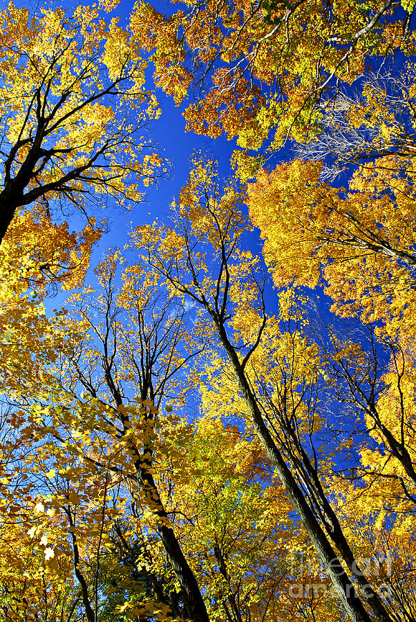 Fall Maple Trees 1 Photograph