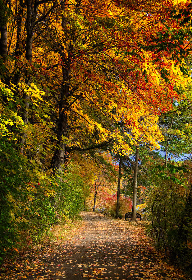 Fall Pathway #1 Photograph by Fred LeBlanc