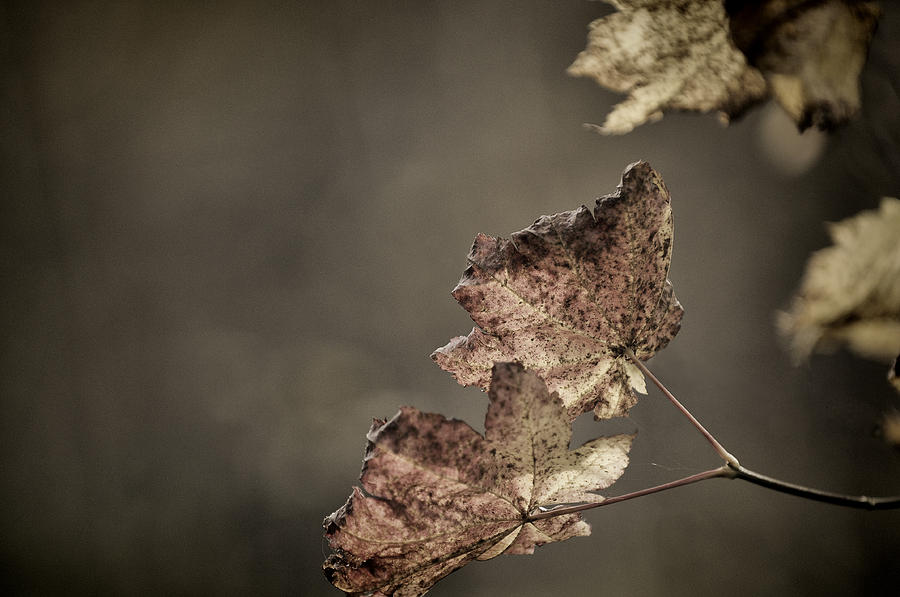 Fall Remains #1 Photograph by Sandra Sigfusson
