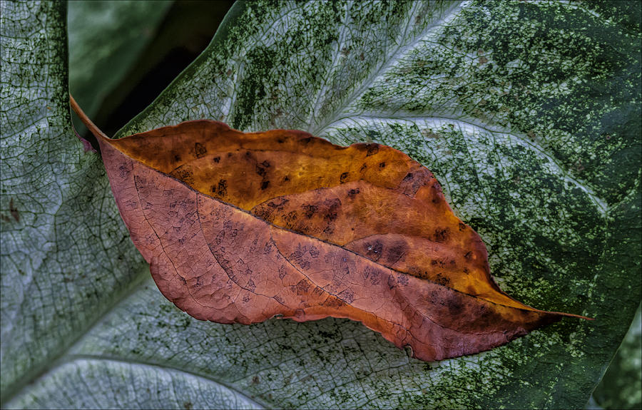 Fallen Leaf #1 Photograph by Robert Ullmann