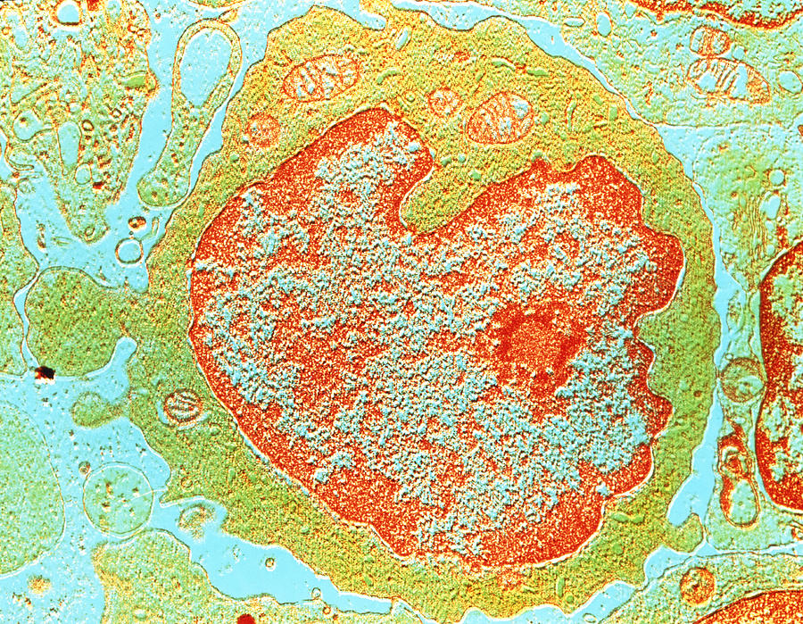 False-colour Tem Of A Human Lymphocyte Photograph By Cnri - Fine Art 