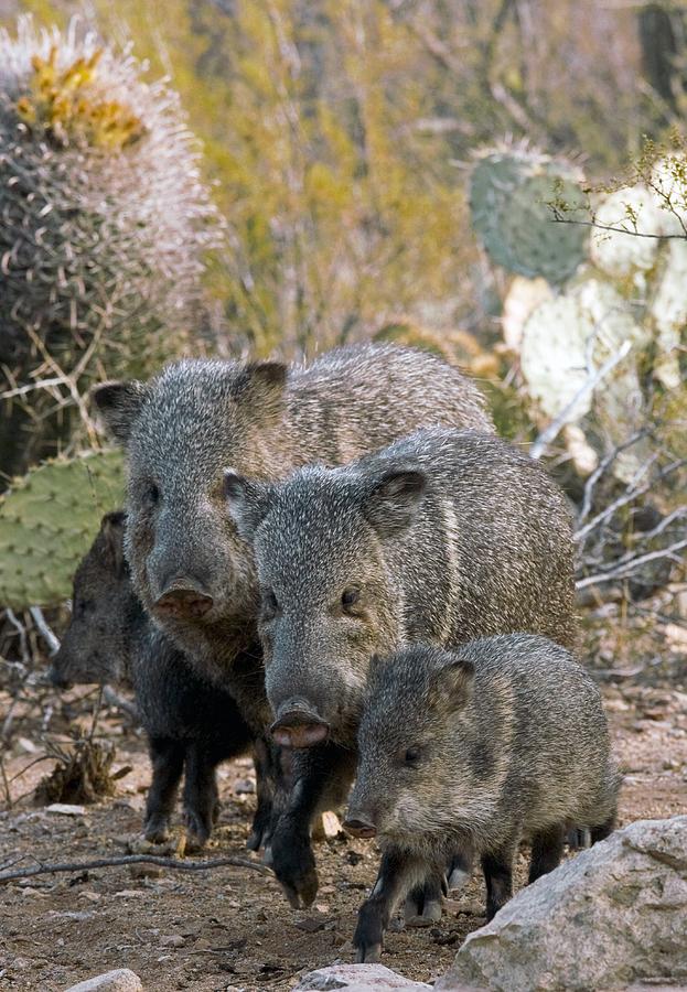 Family Of Collared Peccaries Photograph by Bob Gibbons | Fine Art America