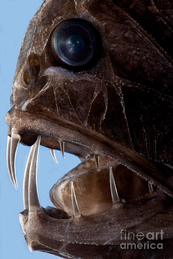 Fish Photograph - Fangtooth #1 by Dant Fenolio