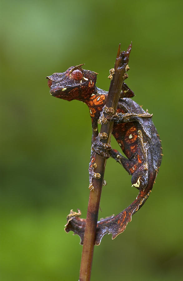 Fantastic Leaftail Gecko Madagascar #1 Photograph by Piotr Naskrecki