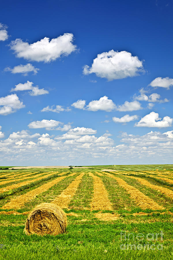 Farm Field At Harvest In Saskatchewan 1 Photograph