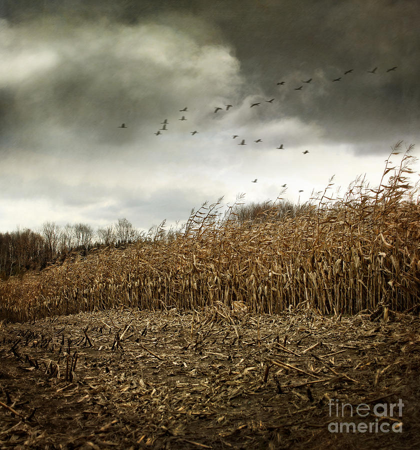 Farm fields of autumn corn getting cut for winter #1 Photograph by Sandra Cunningham