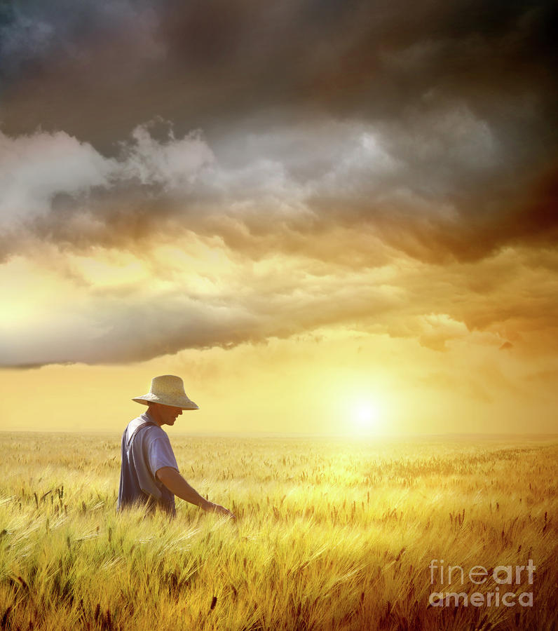 Sunset Photograph - Farmer checking his crop of wheat  #1 by Sandra Cunningham