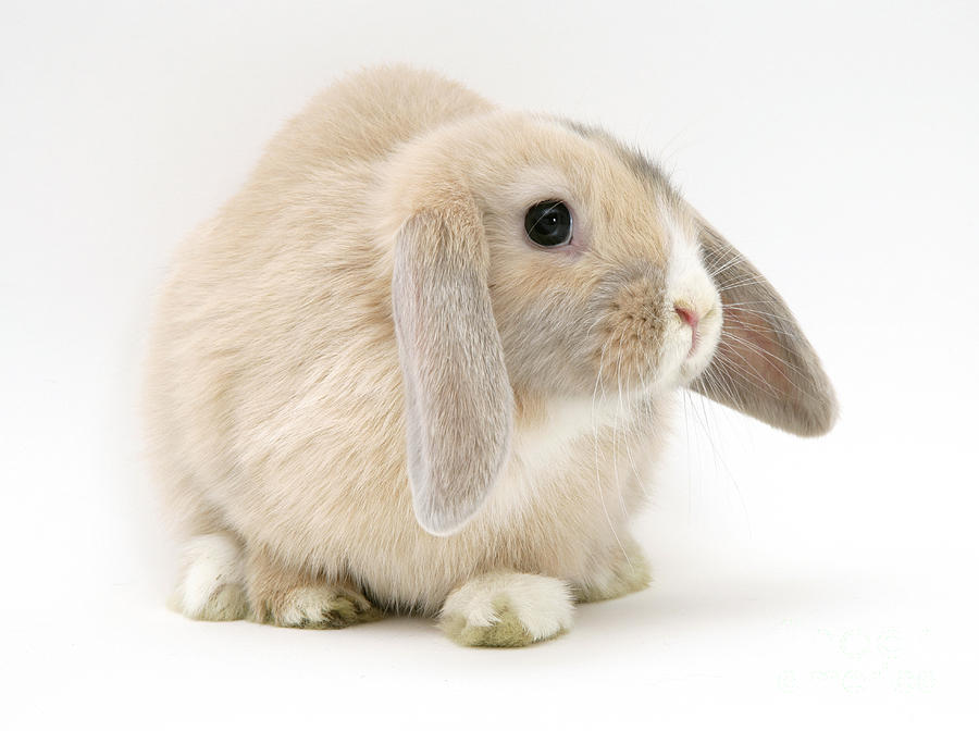 Fawn Dwarf Lop Rabbit #1 Photograph by Jane Burton