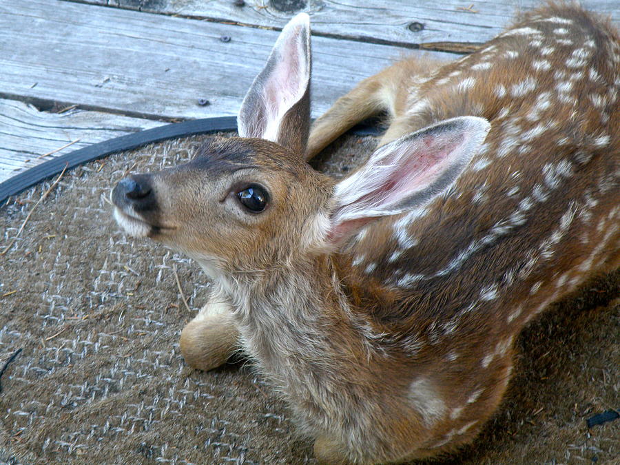 Fawn Looking Up Photograph by William McCoy