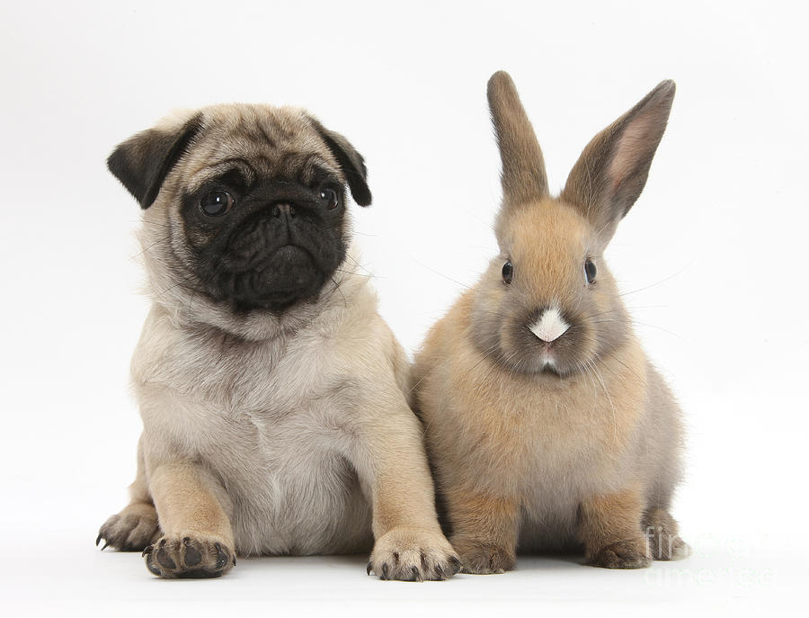 Fawn Pug Pup And Young Rabbit #1 Photograph by Mark Taylor