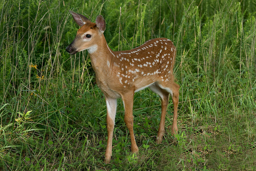 Deer Photograph - Fawn #1 by Roger Phipps