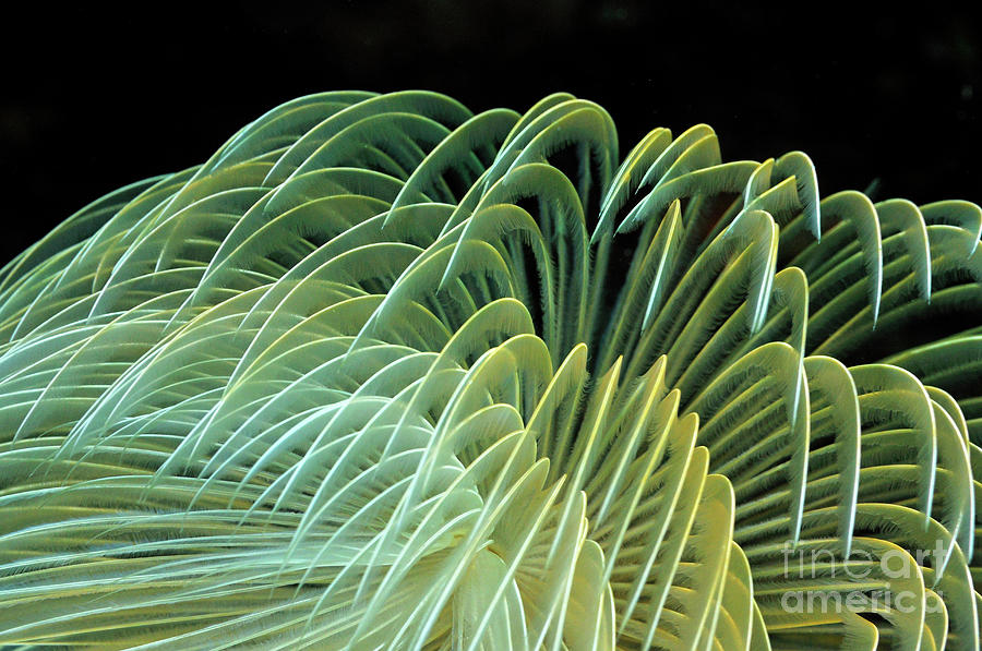Nature Photograph - Feather Duster Worm #1 by Sami Sarkis