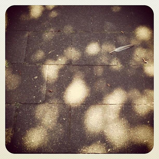 Feather Still Life Photograph - Feather on Sidewalk #1 by Wondereye