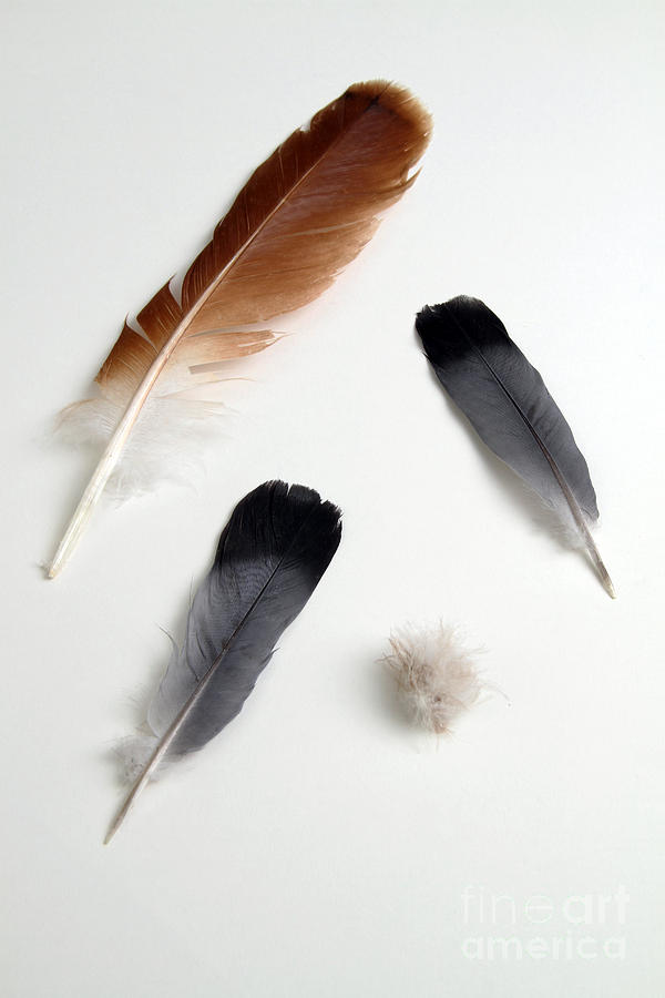 Feathers #1 Photograph by Photo Researchers, Inc.